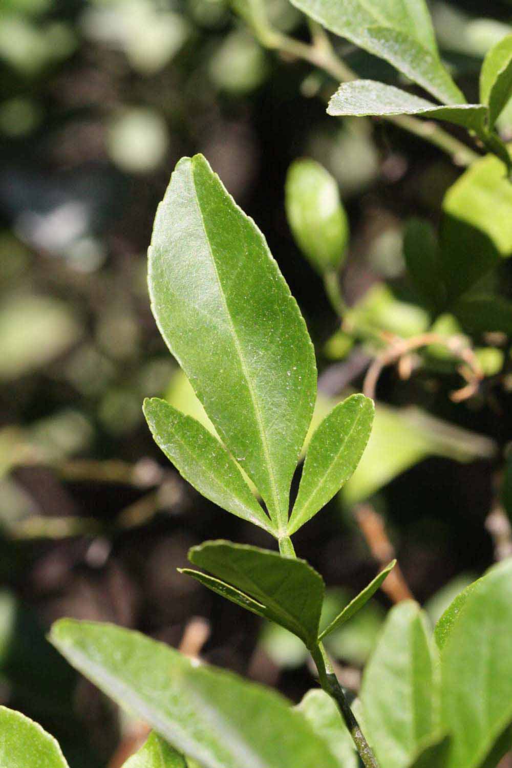            Trifoliolate leaf (Riverside, CA)   